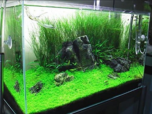 (1-Cup) Dwarf Baby Tears Carpet Imported Direct from Grower Live Aquarium Plants Decoration Tissue Culture for Freshwater Aquatic Plant Tank by Mainam