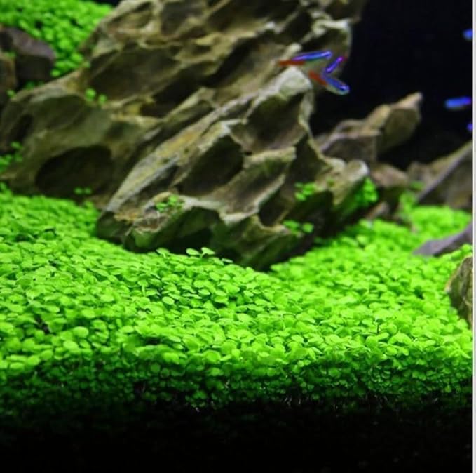3 Pack Freshwater Aquarium Decor, Easy Growing Dwarf Carpet for Fish Tank/Terrarium, Natural Aquatic Plant Growth Material (Love Grass)