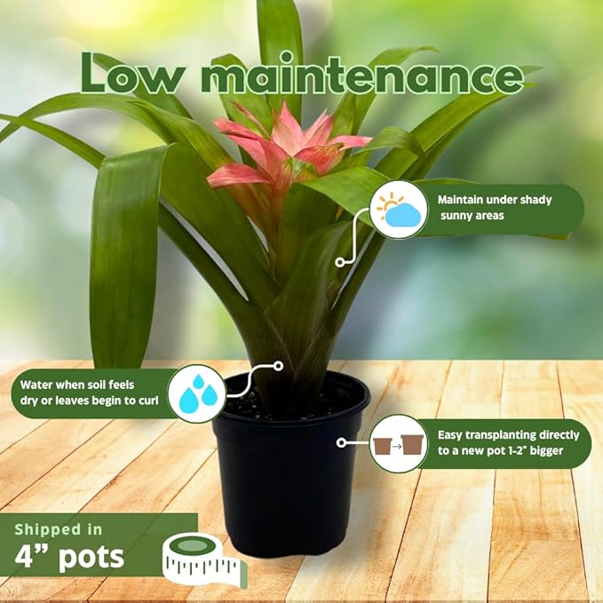 BubbleBlooms Colorful Bromeliad Assortment, 4 inch Set of 3, Guzmania Variety