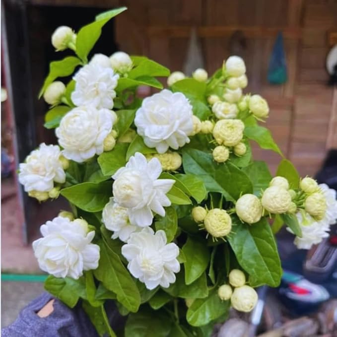 2 Jasmine Plants Live, Jasmine Flower Plant, 5 Inc Long, Annual Blooming Climbing Vine (Grand Duke)