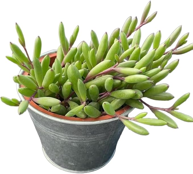 4" Ruby Necklace with Vintage Metal Pot, Live Othonna capensis L.H.Bailey Succulent, Purple Hanging Trailing House Plant for Home Office Wedding Decoration DIY Project Party Favor