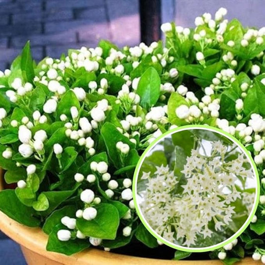 2 Night Blooming Jasmine Plants Live, Climbing Jasmine Indoor Outdoor Live, Fragrant, 5-9" in Tall, No Pot, Hardy and Fast-Growing