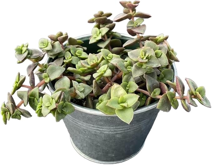 Calico Kitten Succulent with Vintage Metal Pot, Live Crassula Pellucida Variegata Plant, Rare House Plant for Home Holiday Wedding Garden Decor, DIY Projects, Party Favor