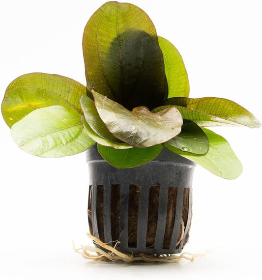 SubstrateSource Echinodorus Reni Sword Live Plant for Freshwater Aquariums, Natural Fish Tank Decorations, and Aquatic Decor (1 Pot (2-3 Plants))