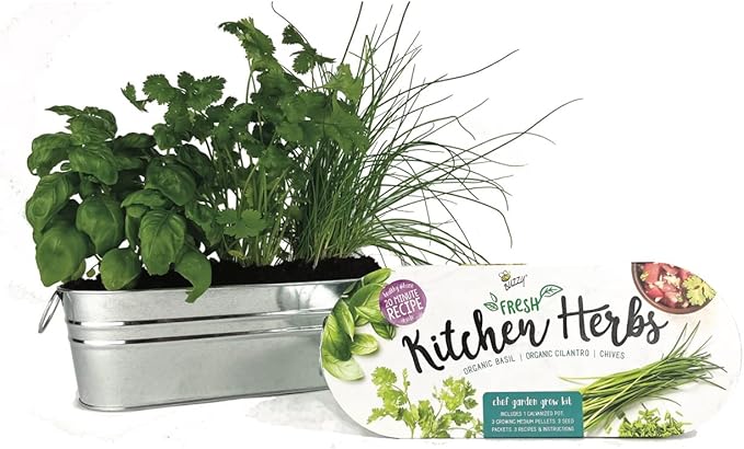 BUZZY Seeds Organic Windowsill Grow Kit, Copper Culinary Herb Garden with Basil, Cilantro and Chives, Indoor Starter Set with Seed Packets and Growing Medium, Holiday Present, Gardening Gift
