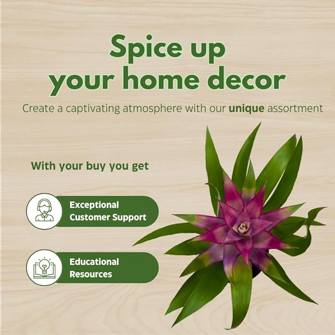 BubbleBlooms Colorful Bromeliad Assortment, 4 inch Set of 3, Guzmania Variety