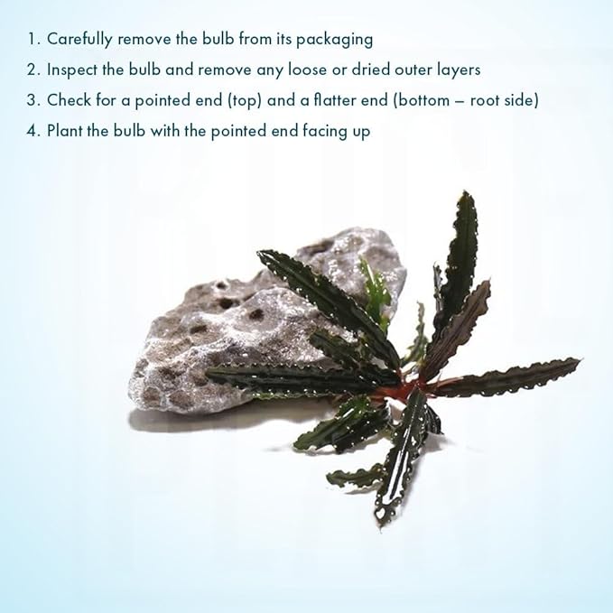 SubstrateSource Live Plants – Bucephalandra Belindae (Bucephalandra belindae) – Low to Medium Light, Dark Iridescent Green Color, Foreground to Midground Placement, Rhizome Growth - Loose, 1 Pack