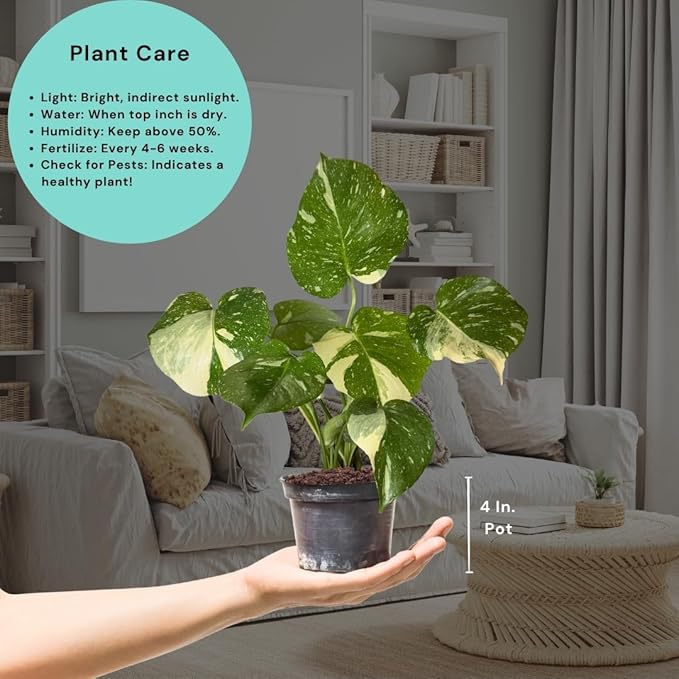 CoollectivePlants Monstera Thai Constellation - Live 6″ Variegated Houseplant in Growers Pot, Easy Care Indoor Plant, Thai Constellation Monstera Live Plant for Home or Office Décor