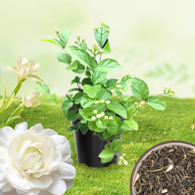 2 Duke of Tuscany Jasmine Plants Live, Climbing Jasmine Indoor Outdoor Live, Fragrant, 5-9" in Tall, No Pot, Hardy and Fast-Growing