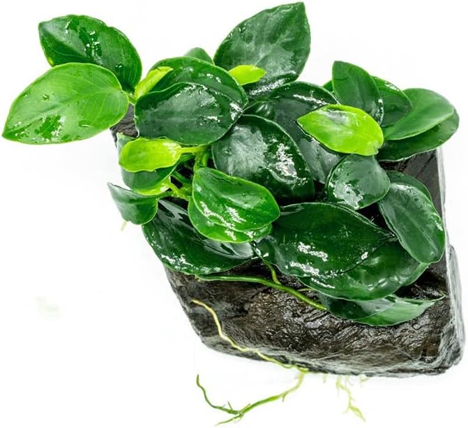 SubstrateSource Live Aquarium Plants on Driftwood, Lava Rock, Moss Mat - Freshwater Fish Tank Plants (Anubias Nana Petite, Driftwood (Small))