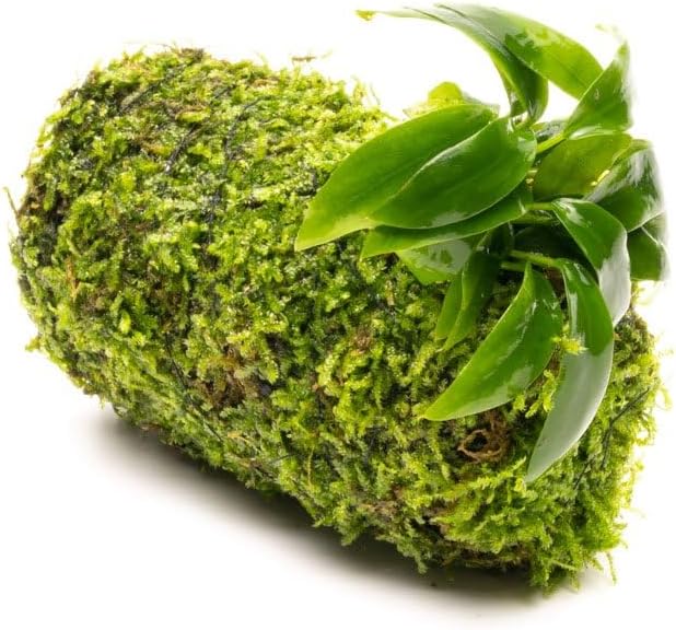 SubstrateSource Live Aquarium Plants on Driftwood, Lava Rock, Moss, Fiber Mat - Freshwater Fish Tanks - Easy, Beginner Friendly (Anubias Minima on Christmas Moss Tower)