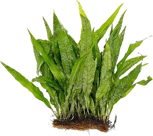 Live Java Fern Microsorum Pteropus on Mat Plant - Great for Modern Aquariums Provides Shelter to Baby Fish Fast Growth, Long Lasting & Easy Care Aquatic Plants Half Mat, Green