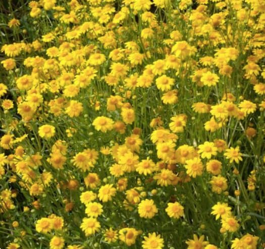 23,000 Goldfields Seeds - Carpet of Low Growing Yellow Daisy Type of Wildflower for Sandy and Dry Clay Soils