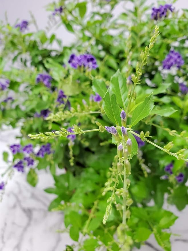 Tropical Plants of Florida - Duranta Sapphire Showers - Flowering Bush Plant - Overall Height 22" to 26" (Plant Only)