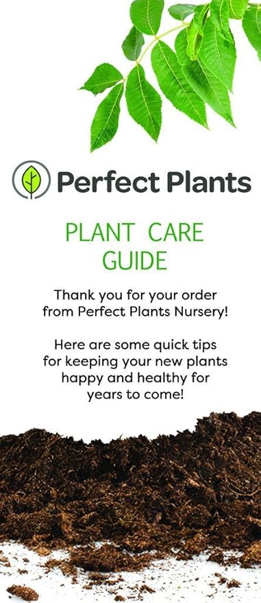 Perfect Plants Confederate Jasmine Live Plant, 3 Gallon Pot, Light Green