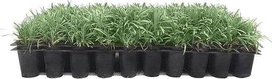 Dwarf Mondo Grass | 3 Live Plants | Japonicus Nanus | Shade Loving Evergreen Lilyturf Groundcover