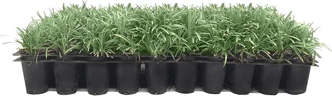 Dwarf Mondo Grass | 50 Live Plants | Japonicus Nanus | Shade Loving Evergreen Lilyturf Groundcover