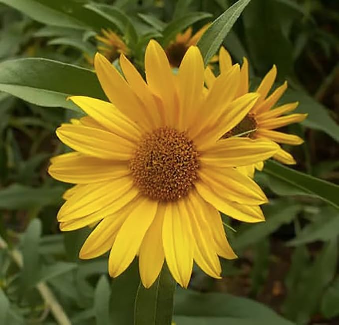 Maximilian Sunflower Seeds - Attracts Bees and Butterflies - Perennial Sunflower Native to North America, Approximtely 600 Seeds (Pack of 2)