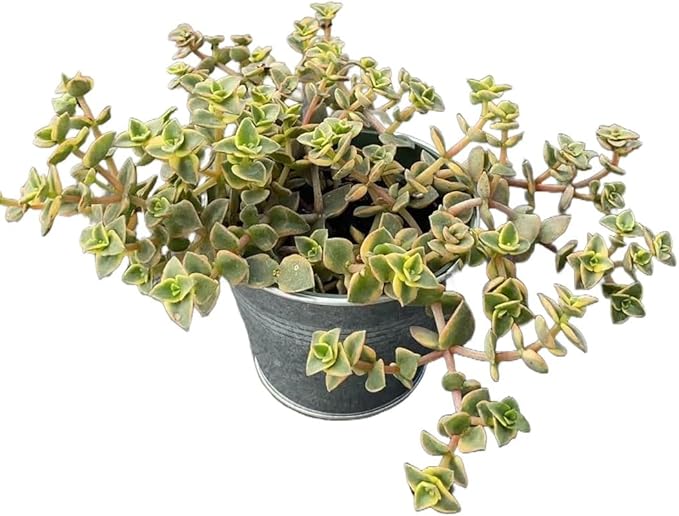 Sprout N Green Crassula pellucida SSP marginalis f rubra with Vintage Metal Pot, 4in Live Succulent Fully Rooted with Soil Mix, Rare House Plant for Home Garden Decor