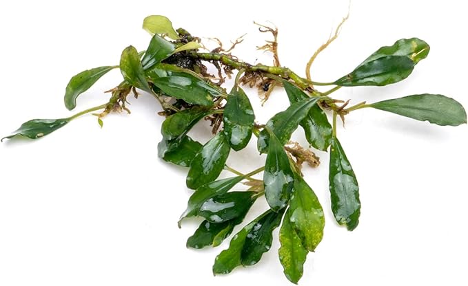 SubstrateSource Bucephalandra Black Tears Live Aquarium Plant - Natural Freshwater Fish Tank Decorations, Aquatic Décor - Plant (10-15 Leaves)