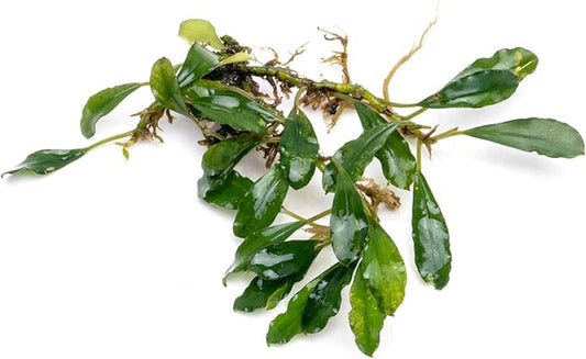 SubstrateSource Bucephalandra Black Tears Live Aquarium Plant - Natural Freshwater Fish Tank Decorations, Aquatic Décor - Plant (10-15 Leaves)