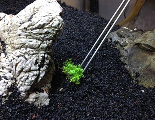 (1-Cup) Dwarf Baby Tears Carpet Imported Direct from Grower Live Aquarium Plants Decoration Tissue Culture for Freshwater Aquatic Plant Tank by Mainam