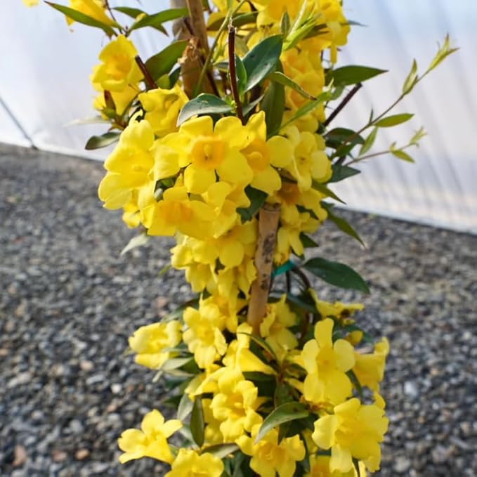 2 Gardenia Jasmine Plants Live, Climbing Jasmine Indoor Outdoor Live, Fragrant, 5-9" in Tall, No Pot, Hardy and Fast-Growing