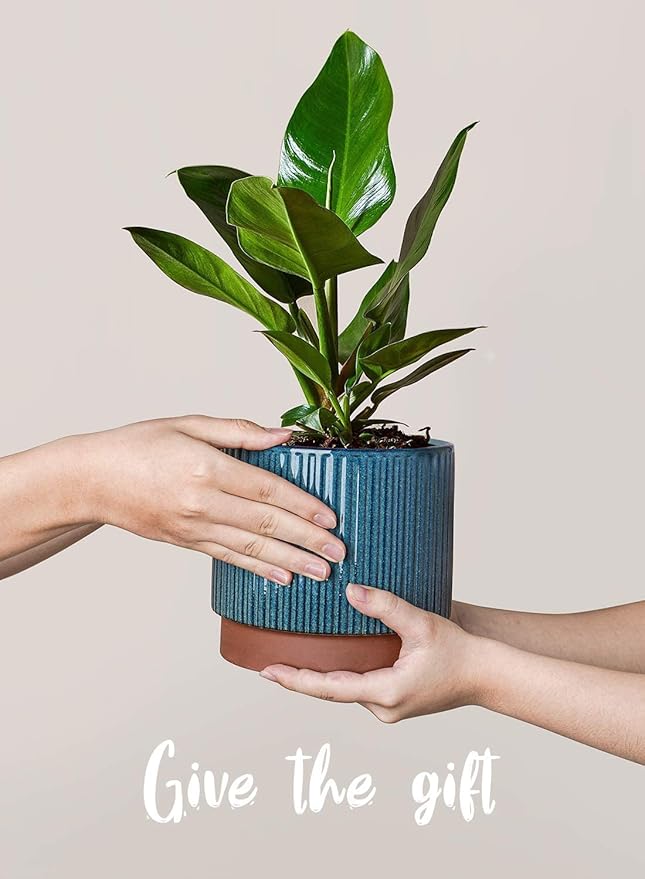 LE TAUCI Ceramic Pots for Plants, 8+6.7+5.5 Inch Plant Pots Indoor, Flower Pot with Drainage Holes, Medium Cylinder Planters for Indoor House Plants, Set of 3, Blue