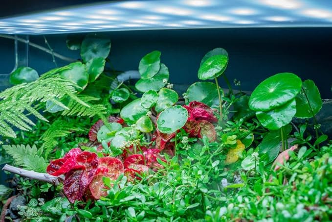 SubstrateSource Live Aquarium Stem Plants - Freshwater Aquatic Plant for Fish Tanks, Aquascaping - (Hydrocotyle Verticillata, 1 Bunch)