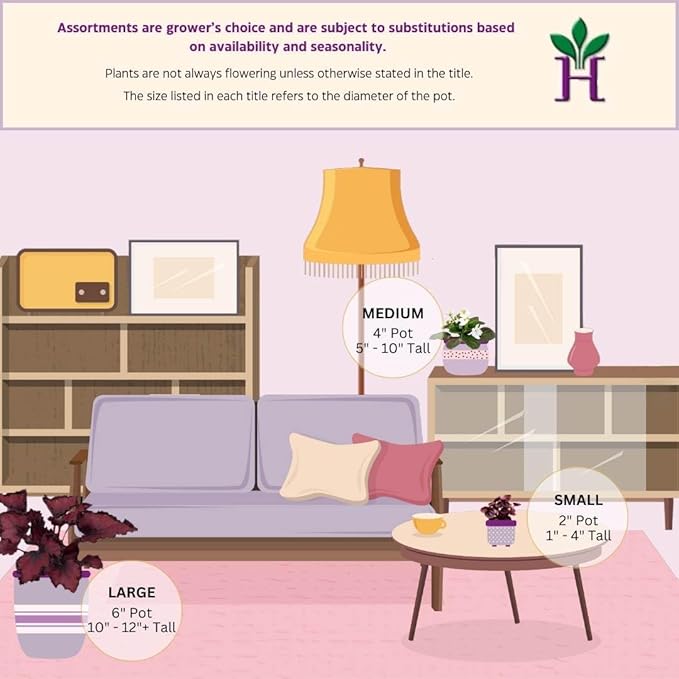 BubbleBlooms Harmony's Begonia Rex Assortment, Warm Summer Colors in a 4 inch Pot Set of 5