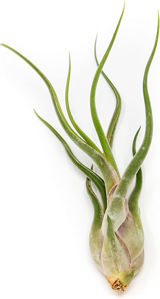 Tillandsia Caput Medusae Air Plants - Live Succulent House Plants - Available in Wholesale and Bulk - Home and Garden Decor - Easy Care Indoor/Outdoor Air Plant (Pack of 25)