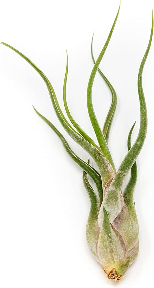 Tillandsia Caput Medusae Air Plants - Live Succulent House Plants - Available in Wholesale and Bulk - Home and Garden Decor - Easy Care Indoor/Outdoor Air Plant (Pack of 1)