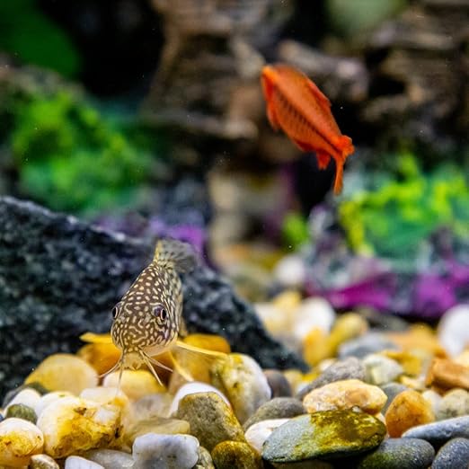 10LB Succulent and Cactus Gravel Pebbles, 3/8 Inch Decorative Polished Stones, River Rocks for Plants, Vases, Aquariums, Terrarium and Outdoor Gardening, Natural