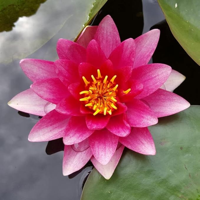 Attraction Live Perennial Water Lily Perfect Pond Plant Pre Grown Bare Root Waterlily Outdoor Koi Pond or Container Ponds Lillies pregrown Lilly pad