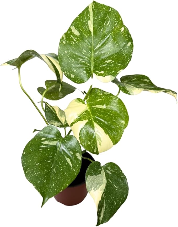 CoollectivePlants Monstera Thai Constellation – Live Plant in 2″ Grower’s Pot, Thai Constellation Monstera Live Plant, Easy Indoor House Plant