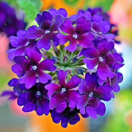 Verbena Live Plant, Trailing Verbena Plants for Planting Outdoor, Perennial Ground Cover Flowers 4 Inch Pot (Dark Purple)