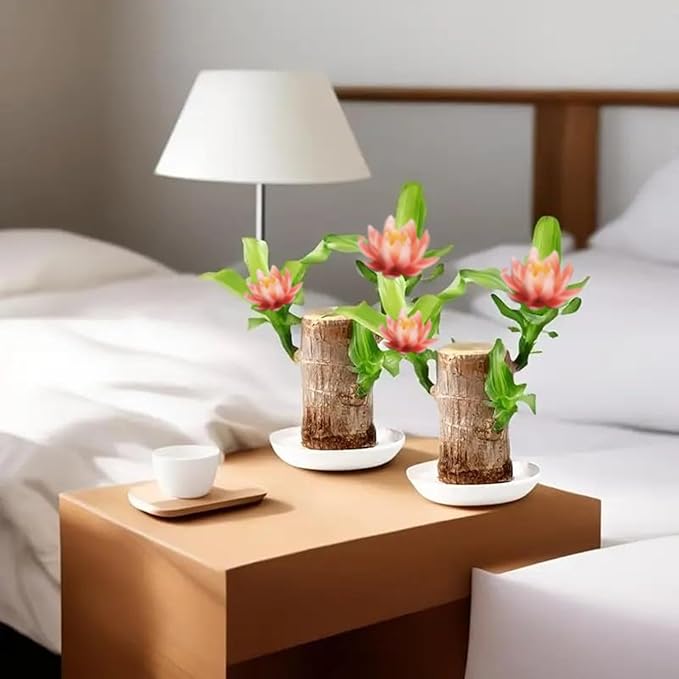 Brazilian Lucky Wood Kit with Monk, Grow Your Own Luck,Easy to Maintain Mini Brazil Woods for Indoor/Outdoor, Bedroom, Kitchen, Office Desk, Garden and Other Decorations (3D)