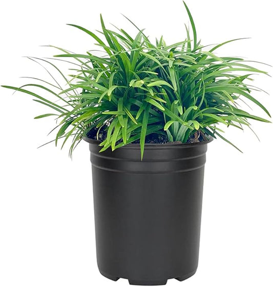 Dwarf Mondo Grass | 3 Large Quart Size Plants | Ophiopogon Japonicus Nanus | Live Shade Loving Evergreen Ground Cover