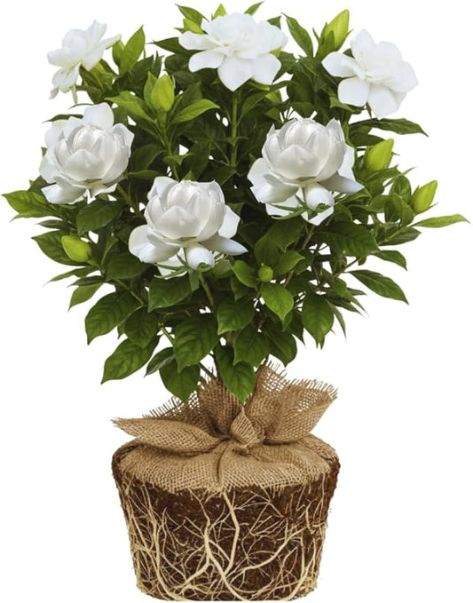 2 Jasmine Plants Live, Jasmine Flower Plant, 5 Inc Long, Annual Blooming Climbing Vine (Maid of Orleans Arabian)