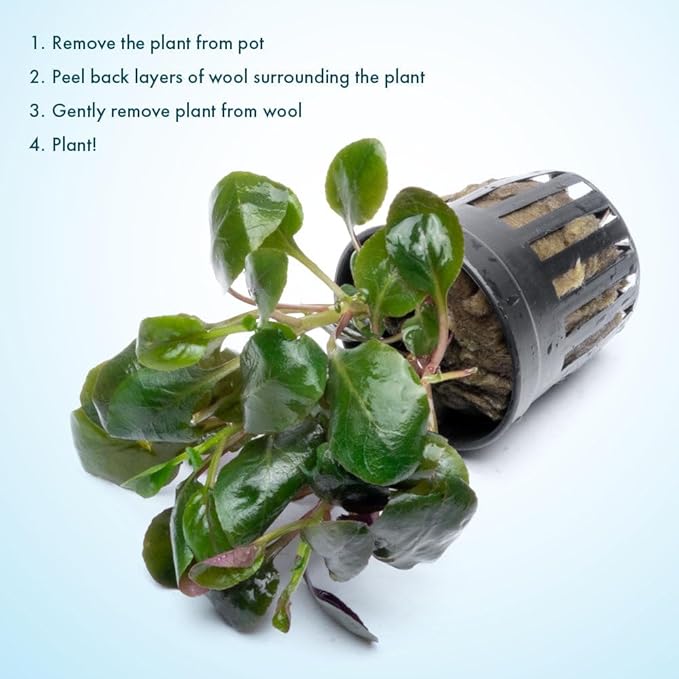 SubstrateSource Live Plants - Lobelia Cardinalis (Lobelia cardinalis) - Moderate to High Light, Bright Green Accent Freshwater Aquatic Stem Plant, Midground Placement for Aquascaping - Pot, 3 Pack