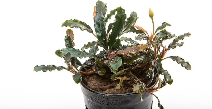 SubstrateSource Bucephalandra Titan Potted Live Aquarium Plant - Natural Freshwater Fish Tank Decorations, Aquatic Décor