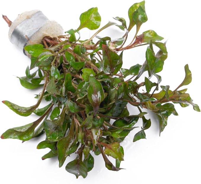 SubstrateSource Alternanthera Bettzickiana - Decorative Live Aquatic Plant for Terrariums and Paludariums - (Bettzickiana, 1 Bunch)