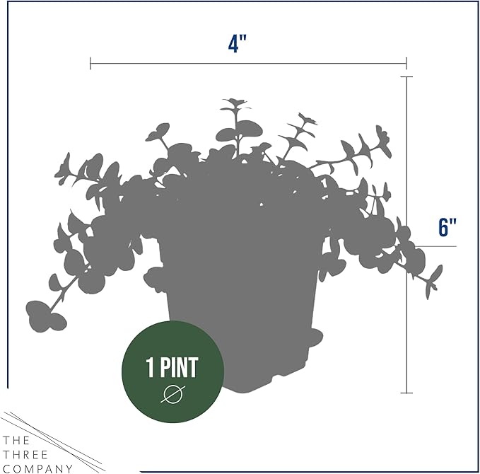 Creeping Jenny Live Plant (Lysimachia nummularia) - 2 Plants Per Pack - Healthy Trailing Perennial - Beautiful Accent Plant - 6" Tall by 4" Wide in 1 Pt Pot