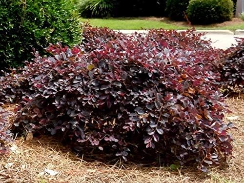 Daruma Dwarf Loropetalum (Chinese Fringe) - Live Plant - 3 Gallon Pot