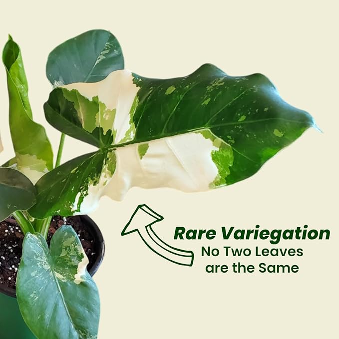 Alocasia Appaloosa Gold Live Plant – Rare Alocasia Macrorrhiza with Variegated Foliage – Tropical Indoor Plant Fresh from Florida Nursery – Unique Elephant Ear Houseplant for Home Décor