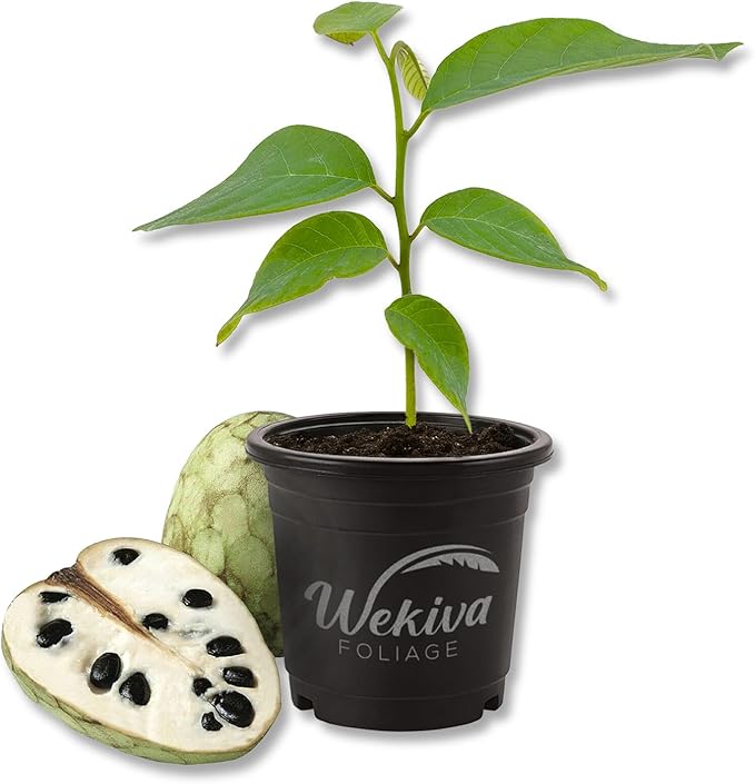 Custard Apple Tree - Cherimoya - Live Plant in a 4 Inch Growers Pot - Annona Cherimola - Beautiful Edible Fruit Bearing Tree for Patio or Garden