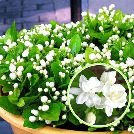 2 Orleans Sambac Jasmine Plants Live, Climbing Jasmine Indoor Outdoor Live, Fragrant, 5-9" in Tall, No Pot, Hardy and Fast-Growing