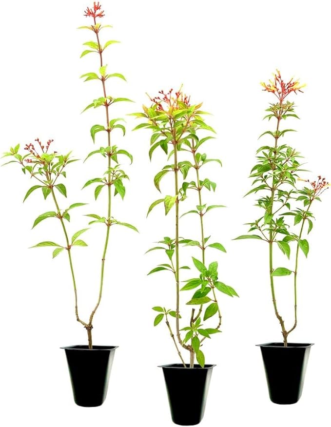 Firebush Firefly I 10 Live Plants I Dwarf Hamelia Patens I Brilliant Red Blooms, Compact Size, Heat and Drought-Resistant, Ideal for Patios and Small Gardens