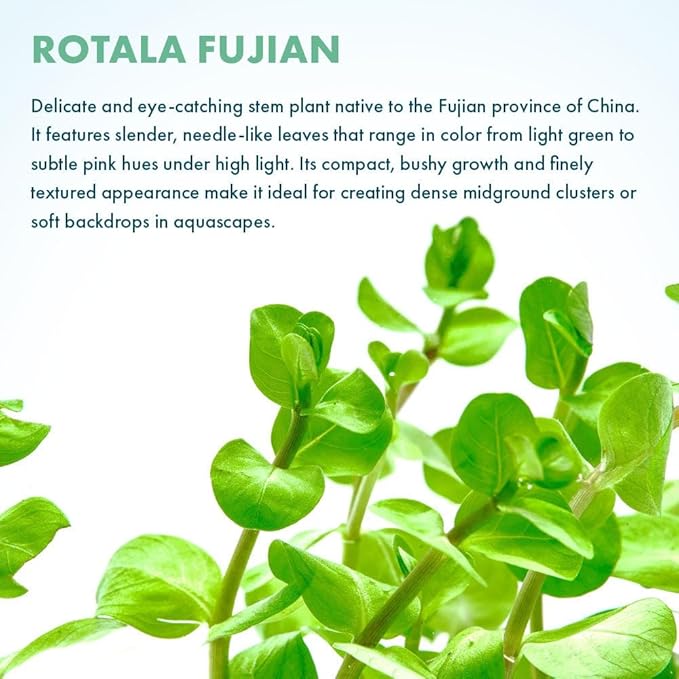 SubstrateSource Live Plant - Rotala Fujian - Moderate Care, High Light, Orange-Pink Accent, Freshwater Aquatic Plant for Aquascaping - Lead Bunch
