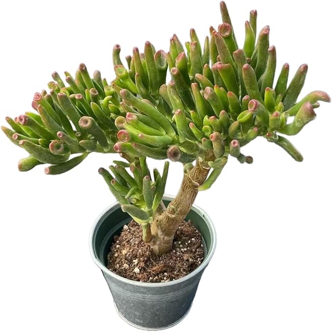 Sprout N Green Gollum Jade with Vintage Metal Pot- Crassula Ovata Gollum, Rare Cute Succulent Plant Fully Rooted in 4" Pot